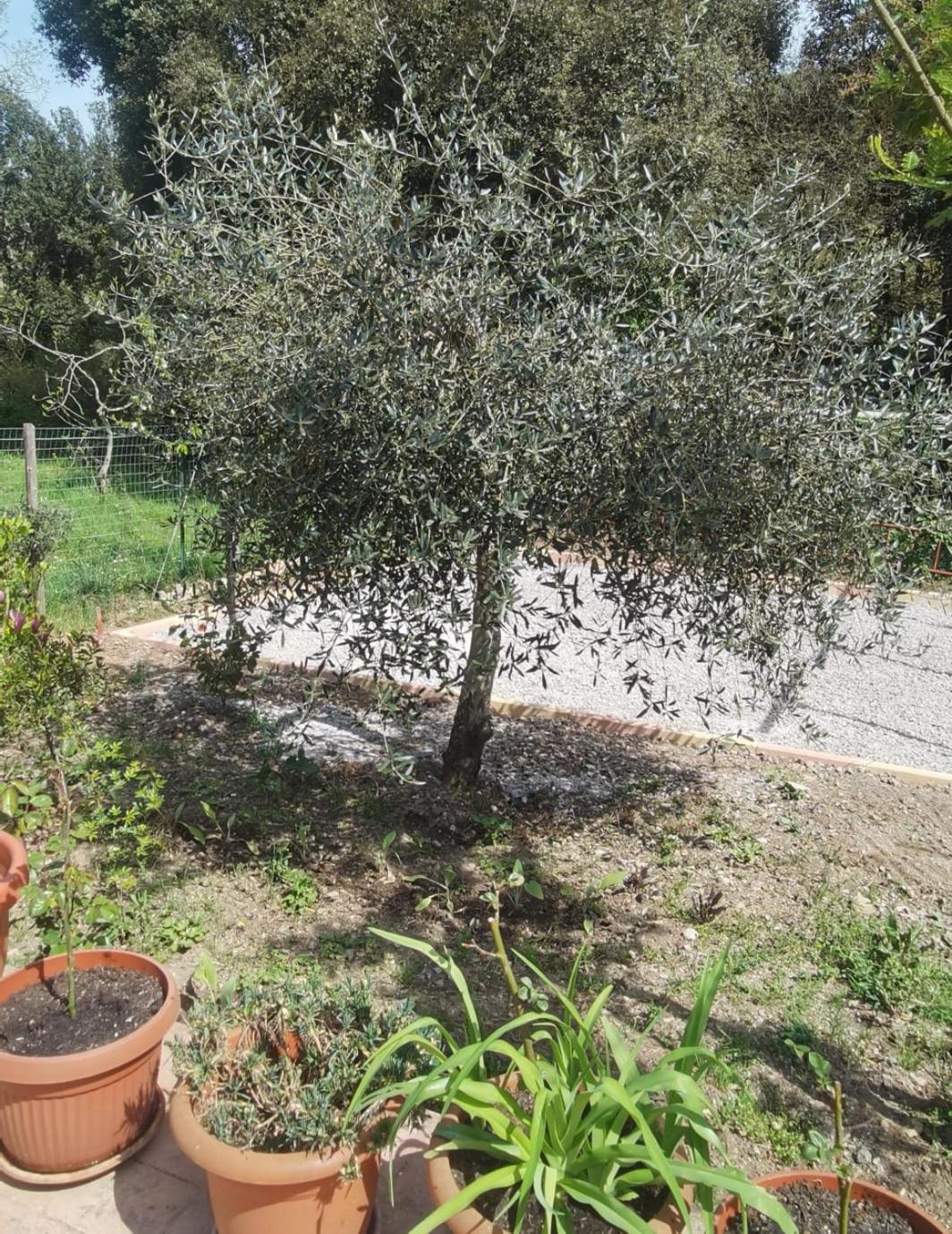 Hotel Edelweiss Laino Borgo المظهر الخارجي الصورة